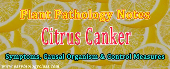 citrus canker causal organism