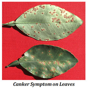 leaf canker citrus