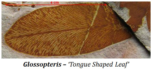 salient features of glossopteris