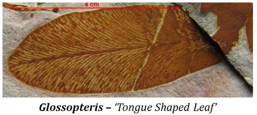 Glossopteridales and Glossopteris | EasyBiologyClass