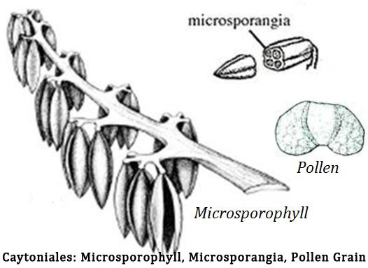 what is Caytonanthus