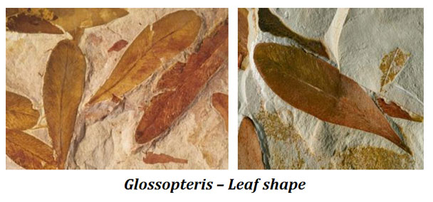 characteristics of glossopteridales