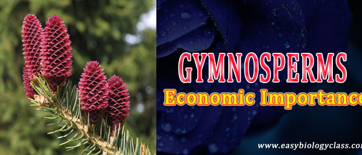 economic importance of gymnosperms