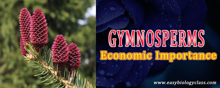 economic importance of gymnosperms