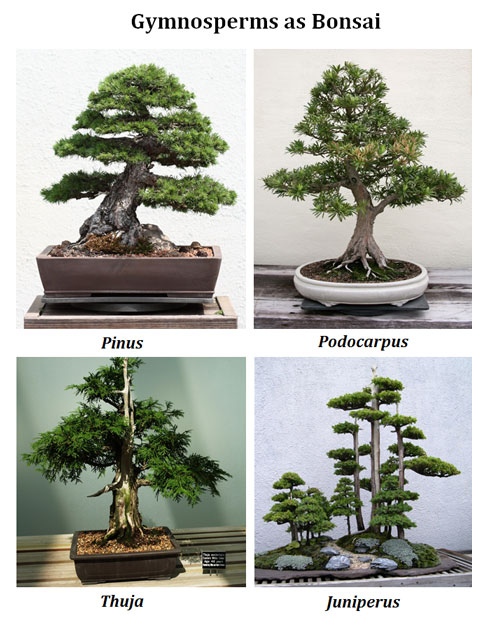 best gymnosperms for bonsai