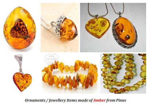 how amber is formed in pinus