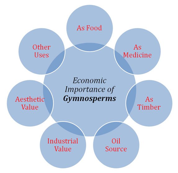 Economic Importance of Gymnosperms