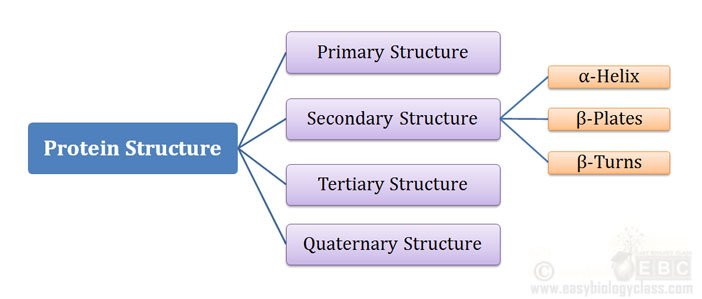 different levels of protein structure