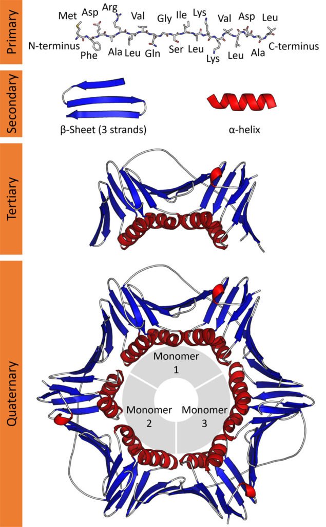 Protein Structure Short Lecture Notes EasyBiologyClass