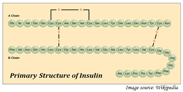 sequence of Insulin