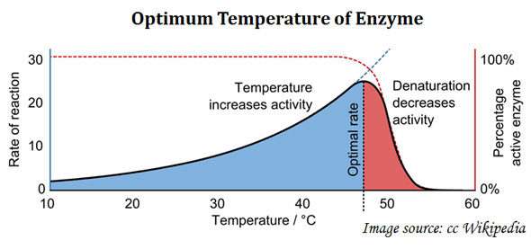 enzyme temperature sensitivity