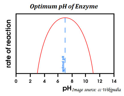 pH sensitivity of enzyme