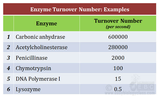 what is turnover number of an enzyme