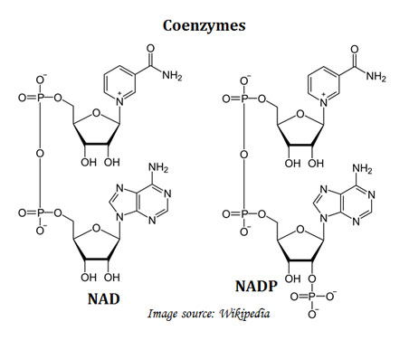 examples of coenzymes