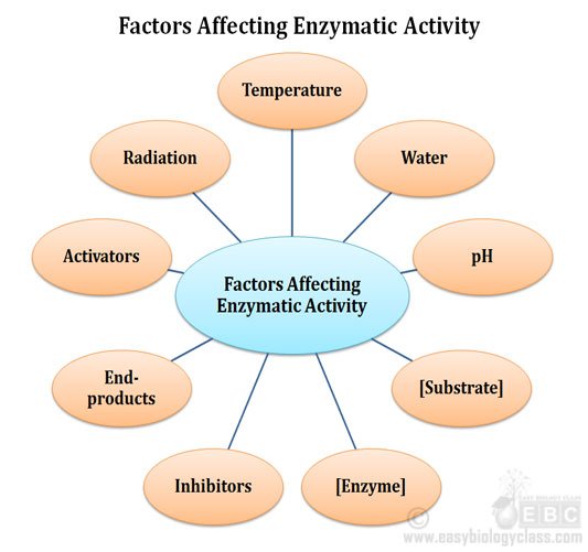 effect of pH on enzymatic activity