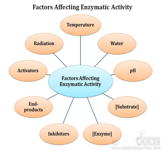 Factors Affecting Enzyme Activity EasyBiologyClass