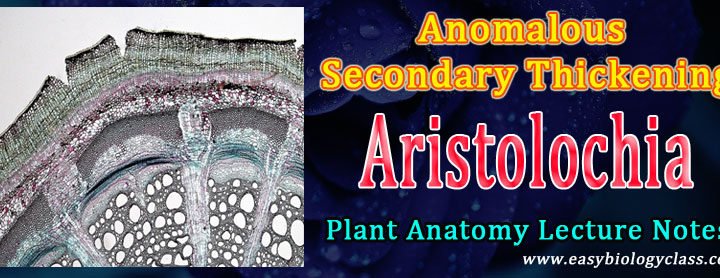 Aristolochia stem thickening