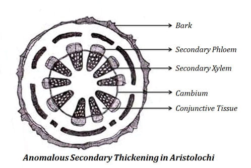 Anomalous Secondary Growth in Aristolochia Stem