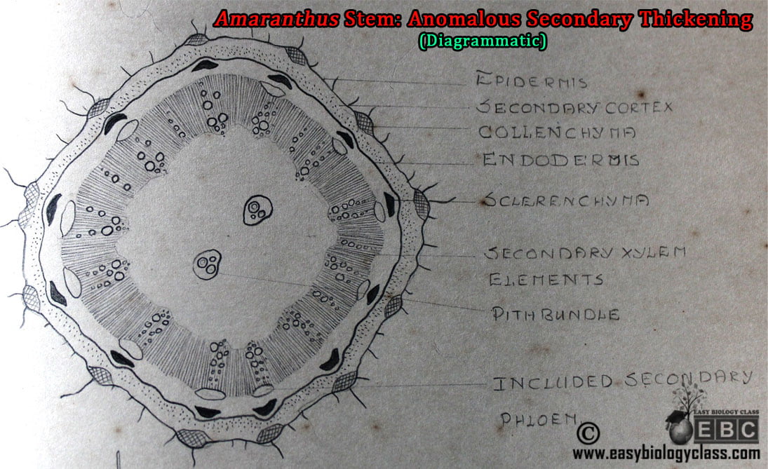 Amaranthus stem diagram