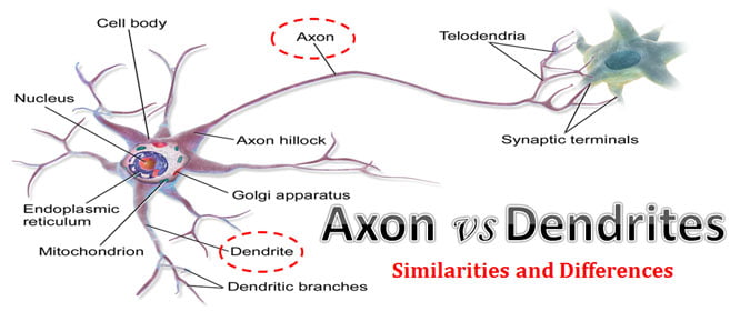 Difference between Axon and Dendrites