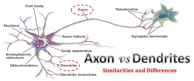 Difference between Axon and Dendrites