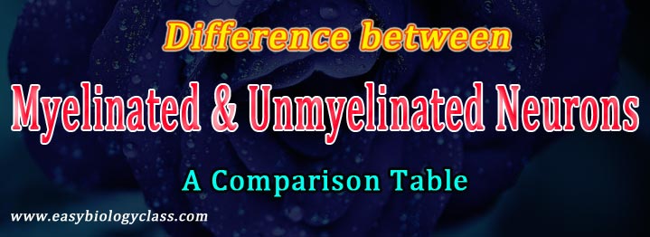 difference between myelinated and unmyelinated axon