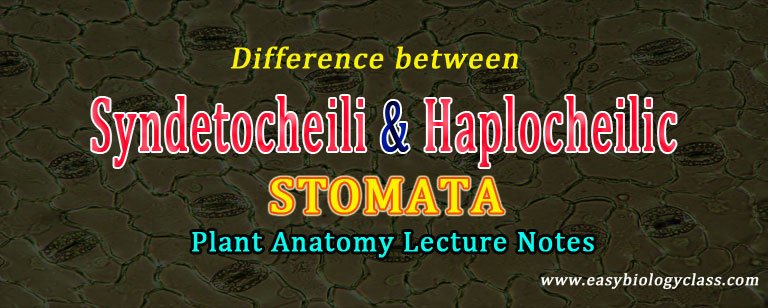 development of stomata