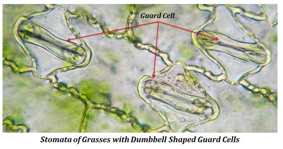 dumbbell shaped guard cells