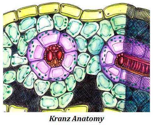 structure of kranz anatomy