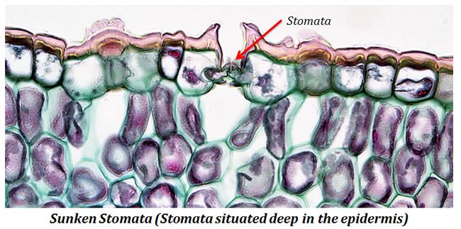 sunken stomata structure