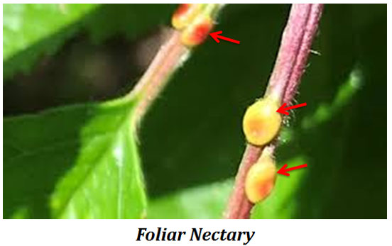 extrafloral nectary