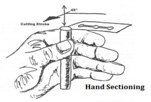 Freehand and Microtome Sectioning | EasyBiologyClass