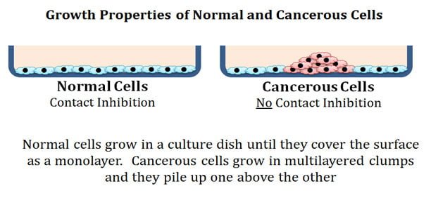 contact inhibition