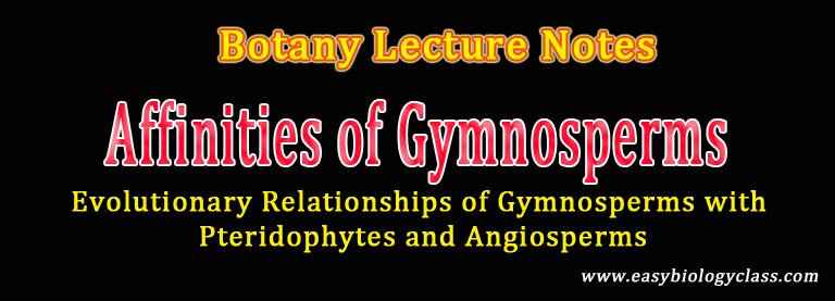 evolution of gymnosperms