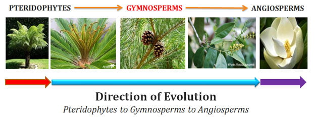what are gymnosperms