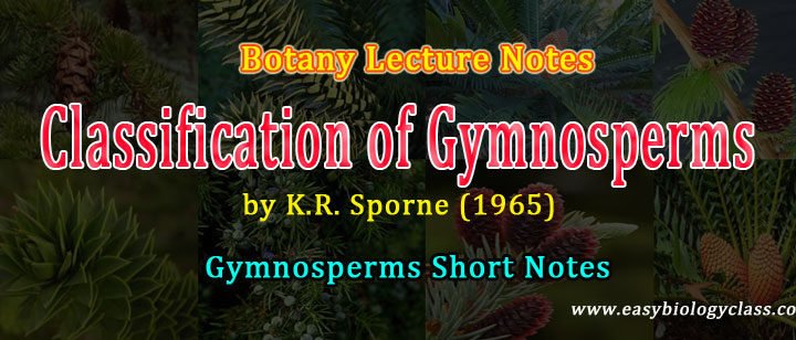 Difference between Gymnosperm and Angiosperm