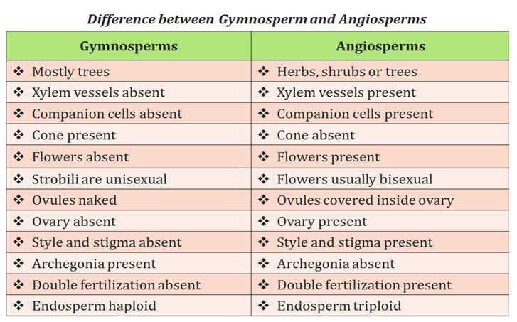 gymnosperms are flowering plants
