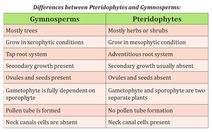 alternation of generation in pteridophytes