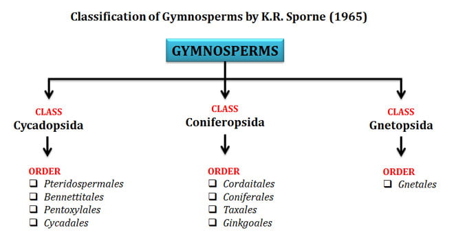 Classification of Gymnosperms