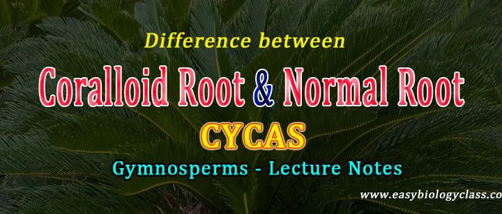 cycas normal vs coralloid root