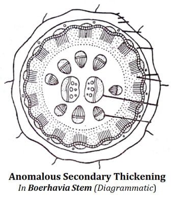 boerhavia stem diagram