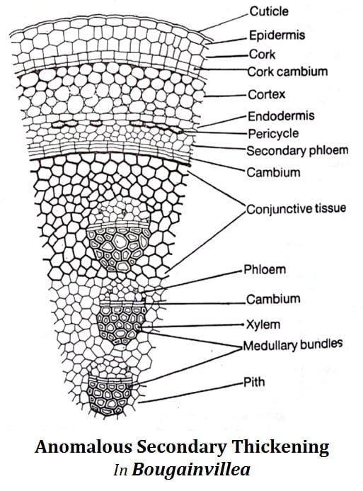 Anomalous Secondary Growth in Bougainvillea Stem