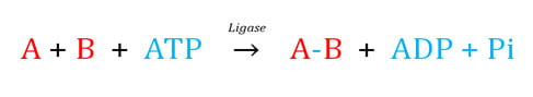 properties of ligases