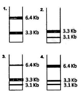 genetic engineering mcq