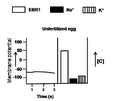 Developmental Biology CSIR NET | EasyBiologyClass