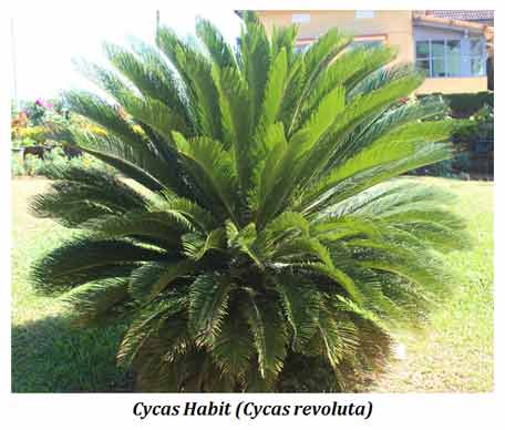 cycas the sago palm