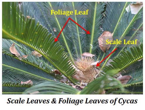 different types of leaves in cycas