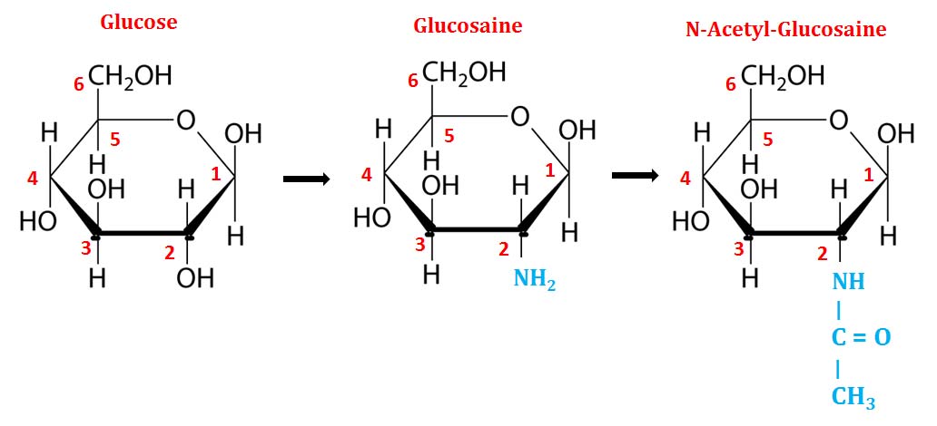 n acetyl glucosamine