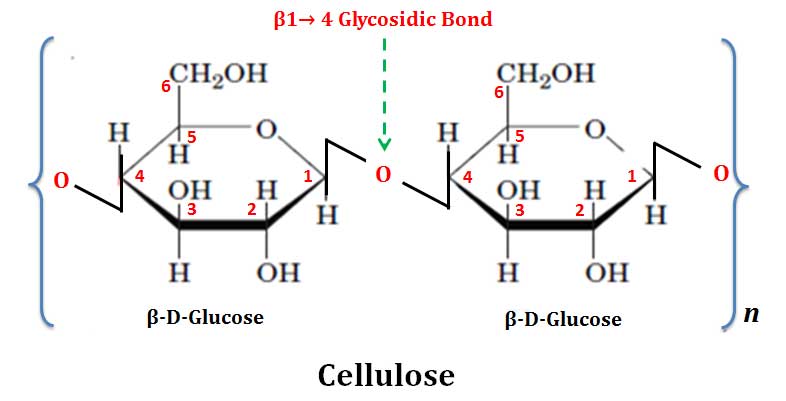 homopolysaccharide of glucose