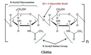Chitin-Structure | EasyBiologyClass